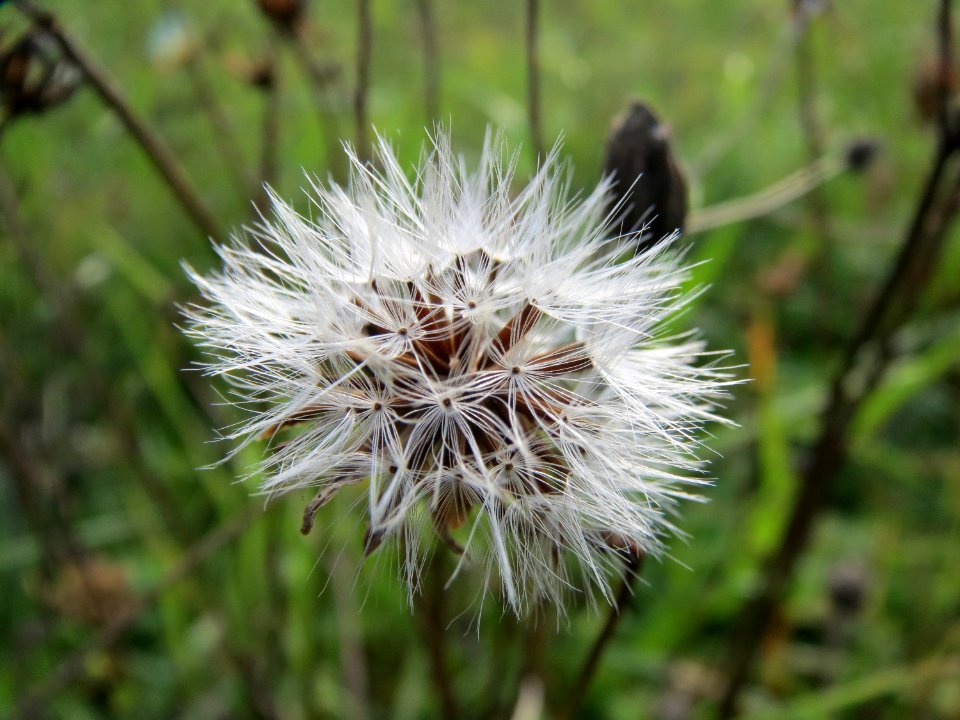 20131009Crepis biennis5