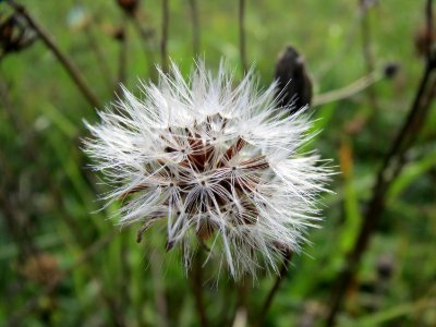 20131009Crepis biennis5