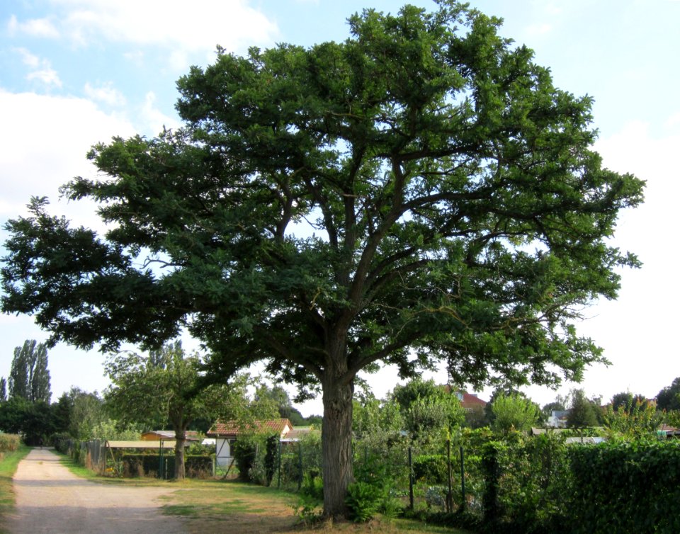 20120904Robinia pseudoacacia1