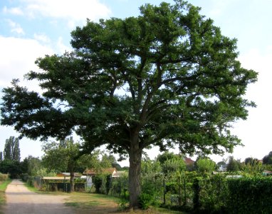 20120904Robinia pseudoacacia1