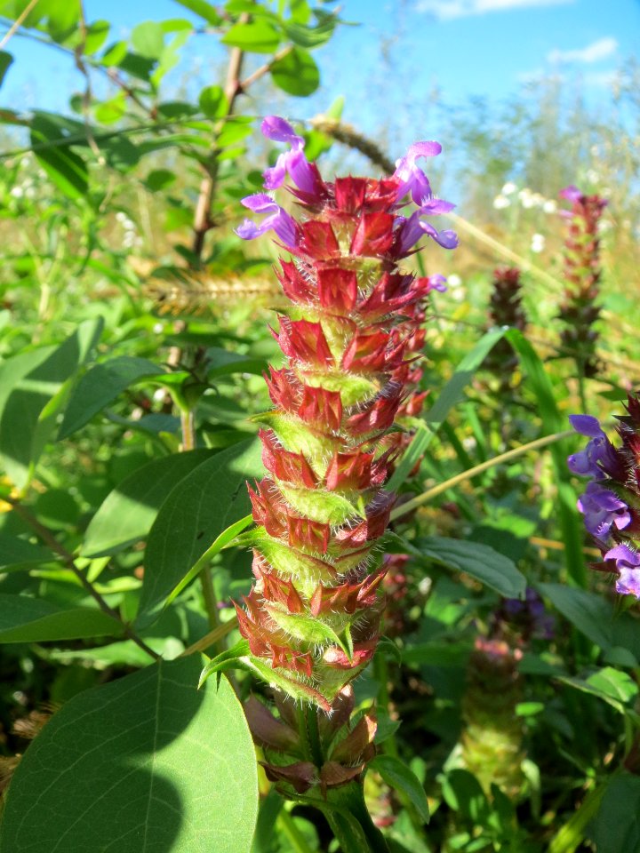 20131013Prunella vulgaris1