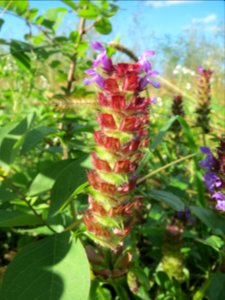 20131013Prunella vulgaris1
