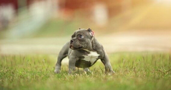 Year cute animal