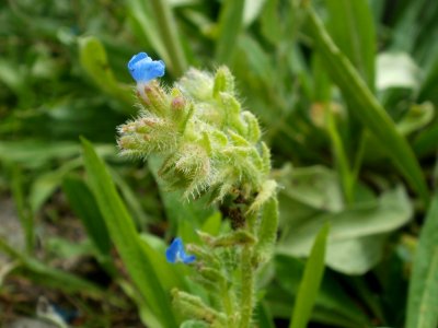 20120624Anchusa arvensis2