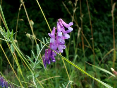 20120623Vicia villosa02