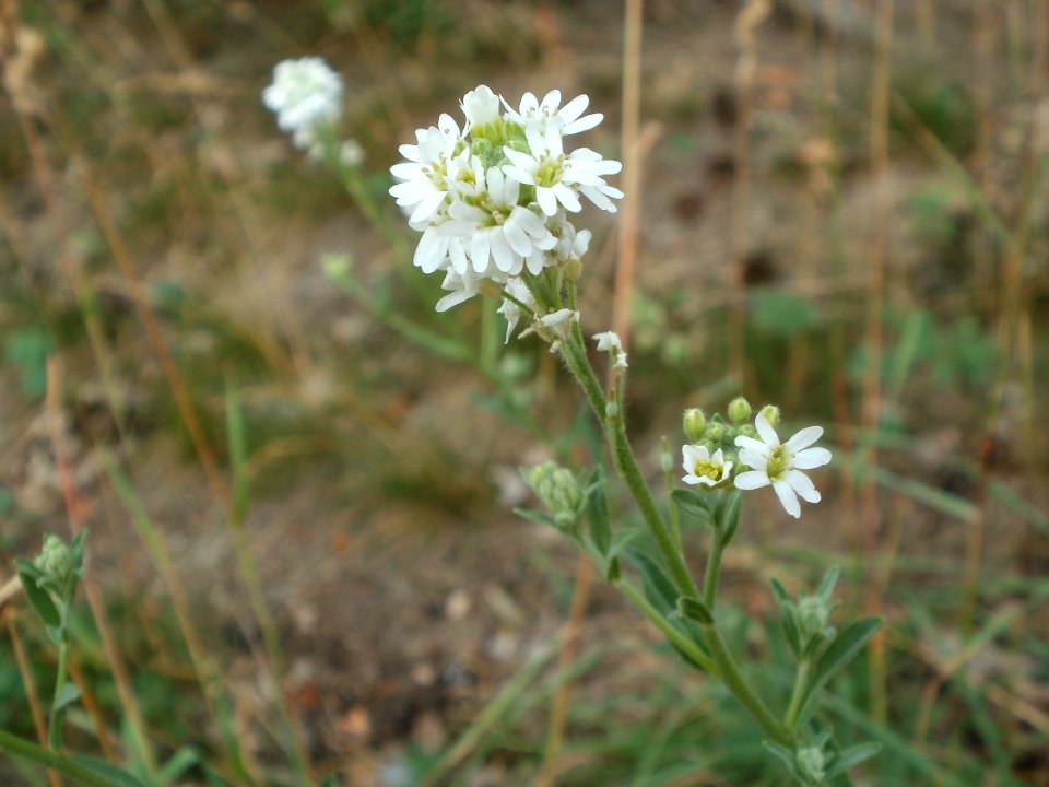 20120624Berteroa incana2
