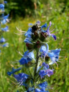 20120607Wiesenbluete Hockenheim08
