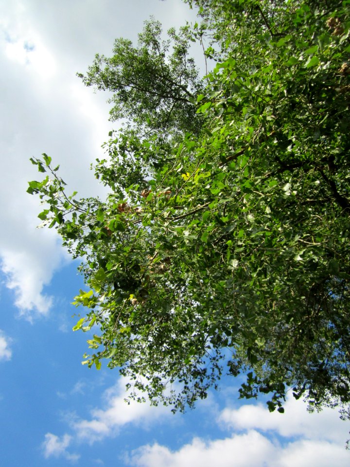 20120903Populus x canadensis11