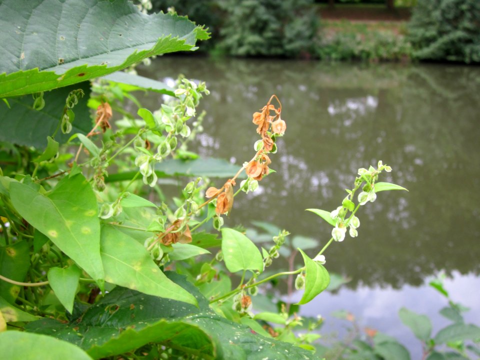 20120828Staden Saarbruecken7