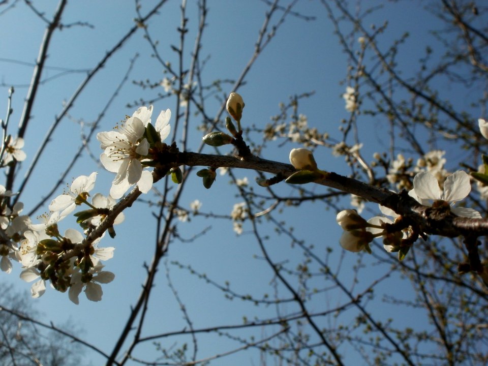 20120321Blueten Staden4