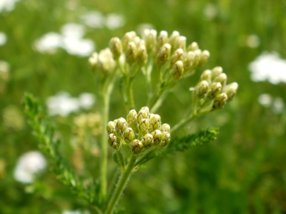 20120528Achillea collina5