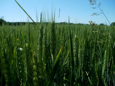20120525Roggen Hockenheim1
