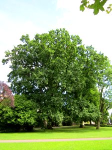 20120807Eiche Staden Saarbruecken