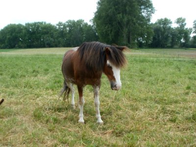 20120527Pferde Altlussheim2