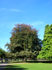 20120827Rotbuche Saarbruecken