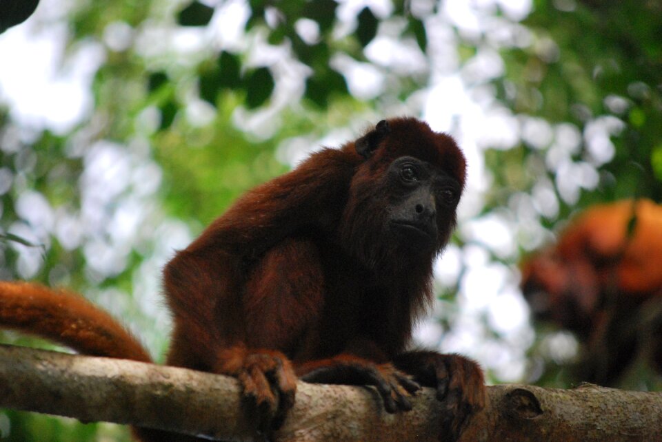 Nice animals animal world