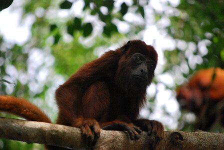 Nice animals animal world