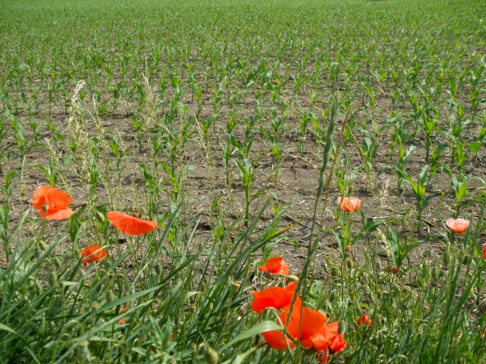 20120527Mohn Maisfeld Rheinhausen