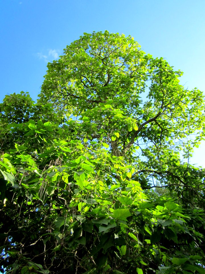 20120826Trompetenbaum Staden2
