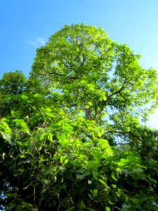 20120826Trompetenbaum Staden2