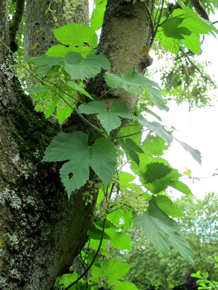 20120807Esche Hopfen Saarbruecken2