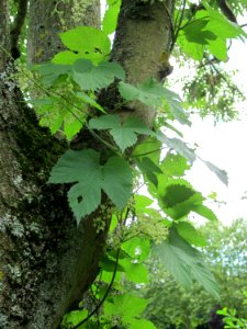 20120807Esche Hopfen Saarbruecken2