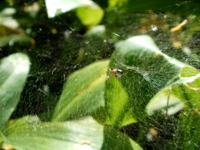 20120510Baerlauch8