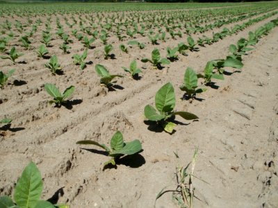 20120525Tabak Ketsch01