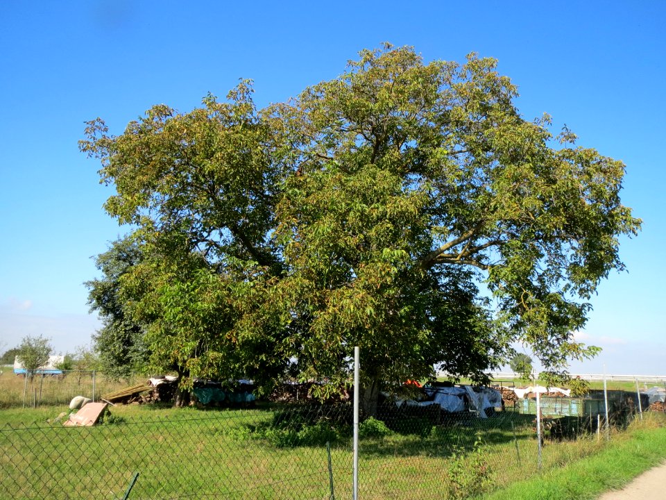 20130922Juglans regia1