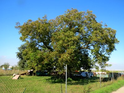 20130922Juglans regia1