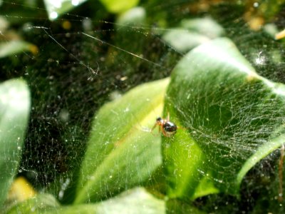 20120510Baerlauch9