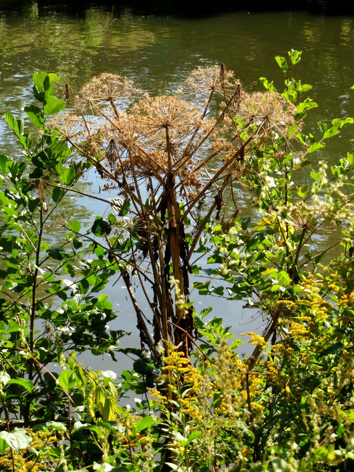 20130903Heracleum mantegazzianum1
