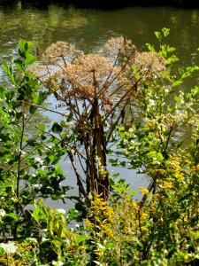 20130903Heracleum mantegazzianum1