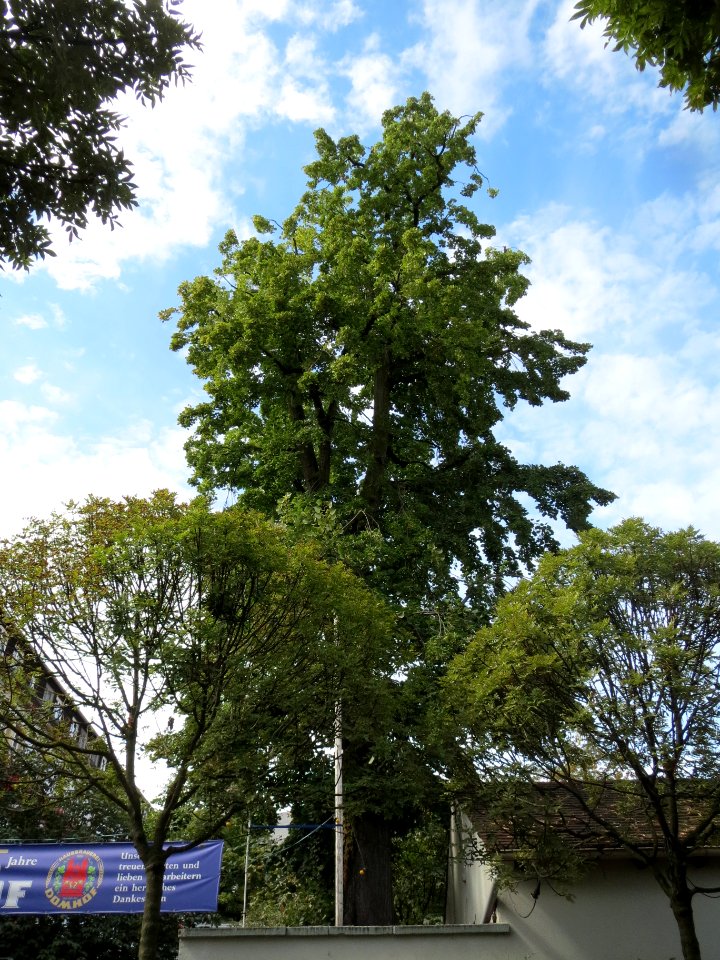 20130908Tilia tomentosa1
