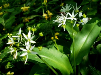 20120510Baerlauch3