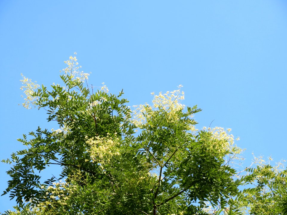 20130829Styphnolobium japonicum2