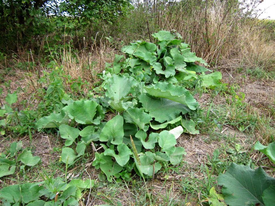 20120905Grosse Klette Altlussheim6