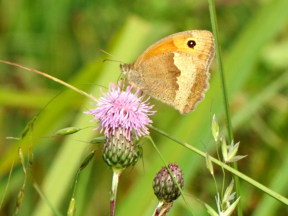 20130907Schmetterling