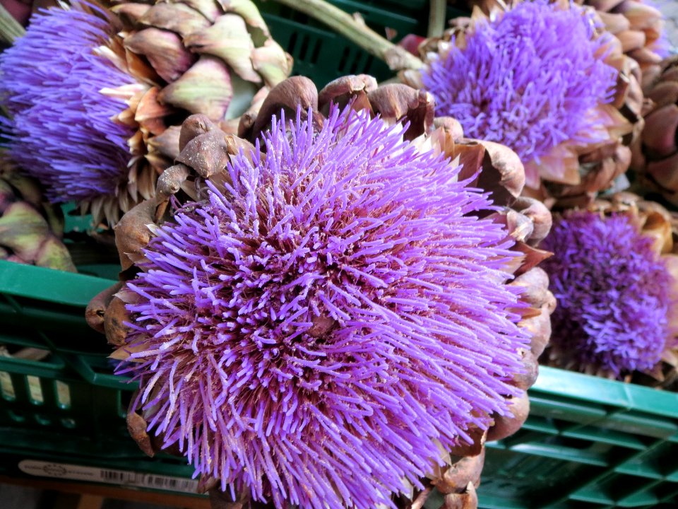 20130827Cynara cardunculus3