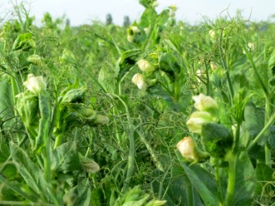 20130921Pisum sativum - Feld7