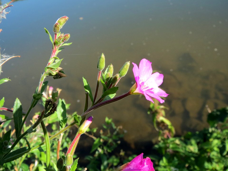 20130903Epilobium hirsutum1