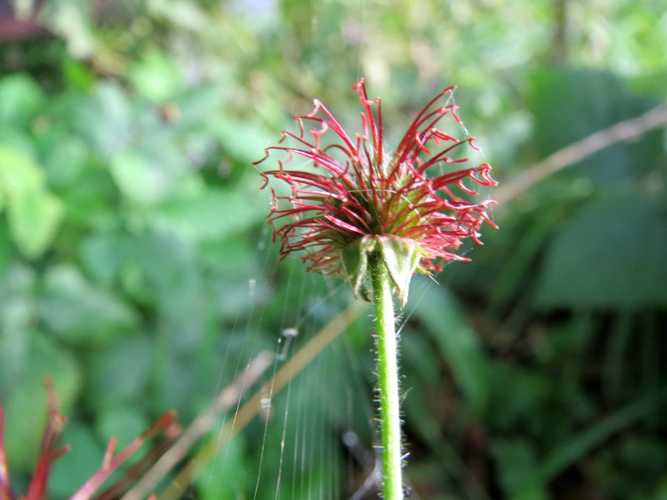 20130921Geum urbanum2