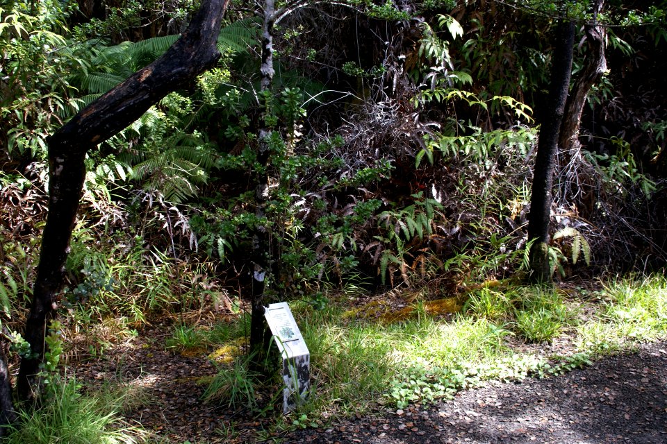2013.10.31.124427 Pilo (Coprosma ochracea) Iki Lookout Hawaii Volcanoes National Park Hawaii