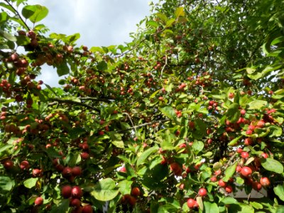 20130909Zierapfel Schwetzingen1