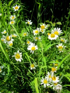 20130602Margeriten Hockenheim1