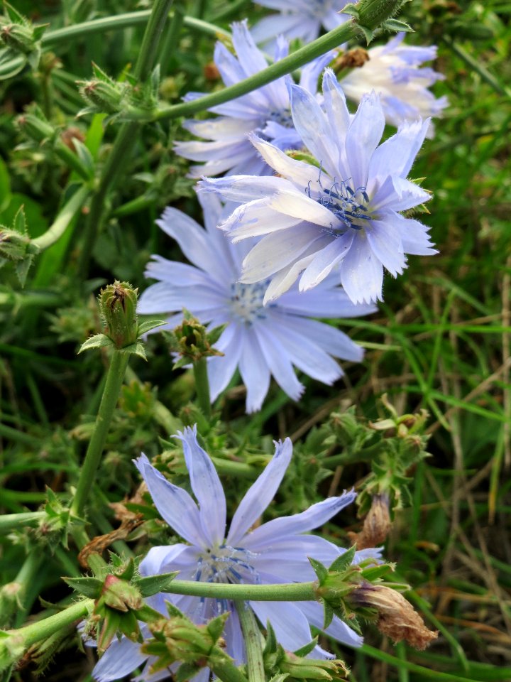 20130907Cichorium intybus1