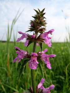 20130907Stachys palustris5