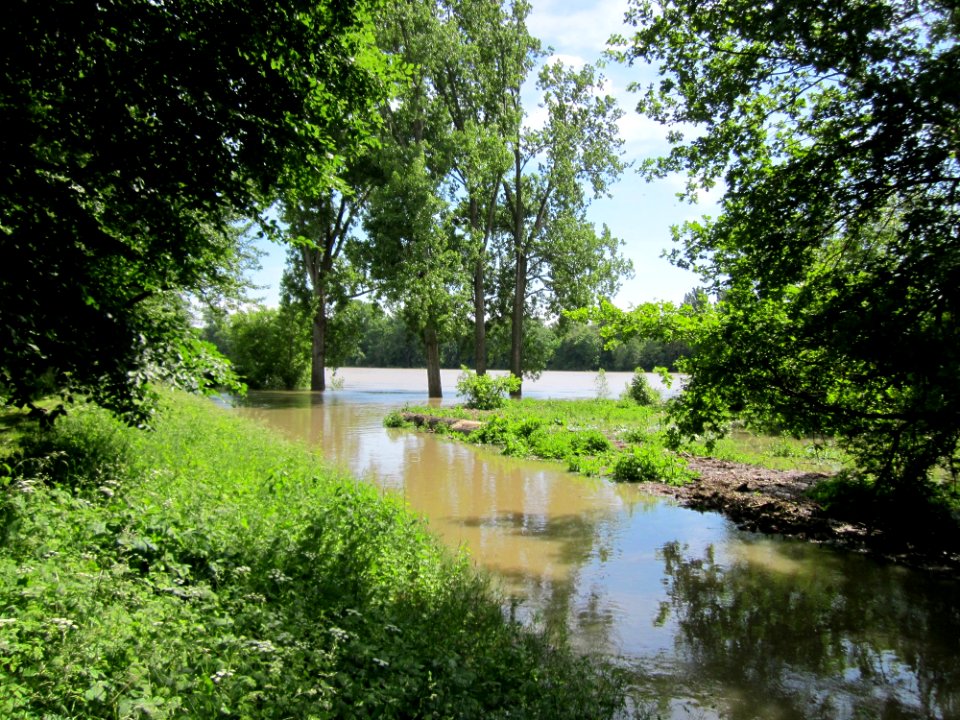 20130602Rheinhochwasser Altlussheim08