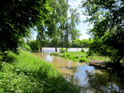 20130602Rheinhochwasser Altlussheim08