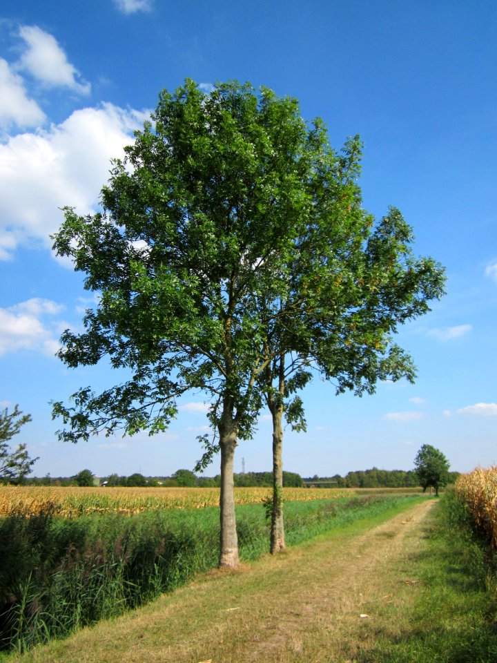 20120904Fraxinus excelsior1
